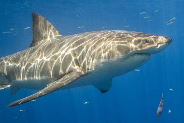istock Cage Diving with Great White Sharks in Guadalupe, Mexico 1145142987