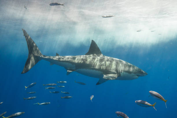 istock Cage Diving with Great White Sharks in Guadalupe, Mexico 1145143013