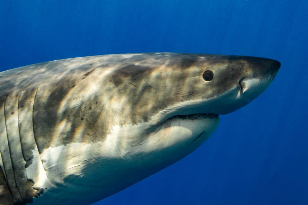 istock Cage Diving with Great White Sharks in Guadalupe, Mexico 1145143017
