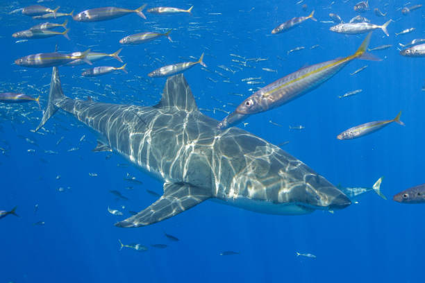 istock Cage Diving with Great White Sharks in Guadalupe, Mexico 1145143023