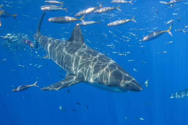 istock Cage Diving with Great White Sharks in Guadalupe, Mexico 1145143033