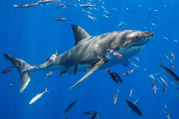 istock Cage Diving with Great White Sharks in Guadalupe, Mexico 1145143036