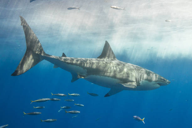 istock Cage Diving with Great White Sharks in Guadalupe, Mexico 1145143063