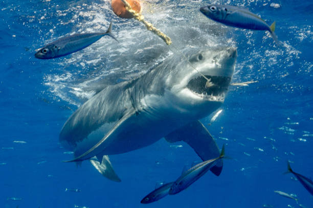istock Cage Diving with Great White Sharks in Guadalupe, Mexico 1145143064