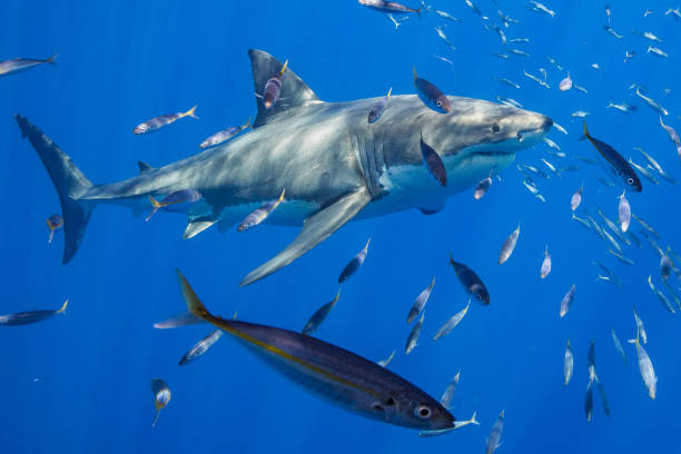 istock Cage Diving with Great White Sharks in Guadalupe, Mexico 1145143077
