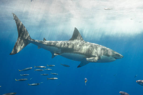 istock Cage Diving with Great White Sharks in Guadalupe, Mexico 1145143101