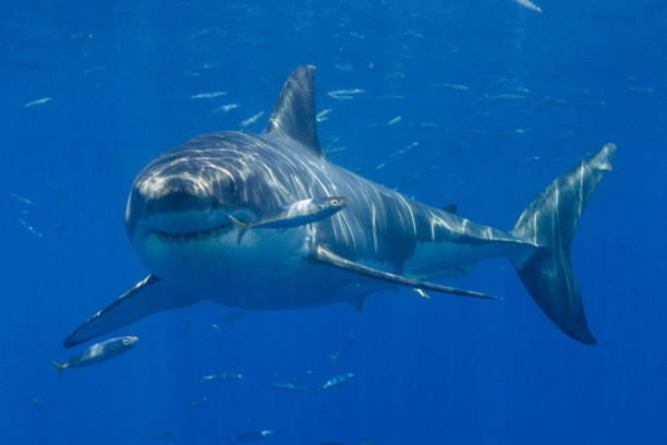 istock Cage Diving with Great White Sharks in Guadalupe, Mexico 1145143121