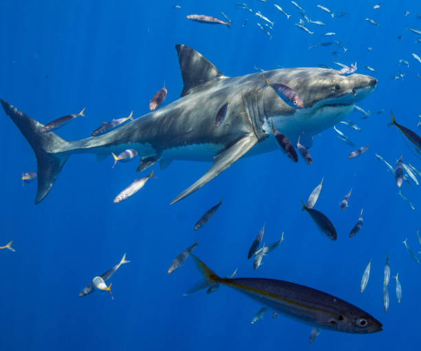 istock Cage Diving with Great White Sharks in Guadalupe, Mexico 1145143122