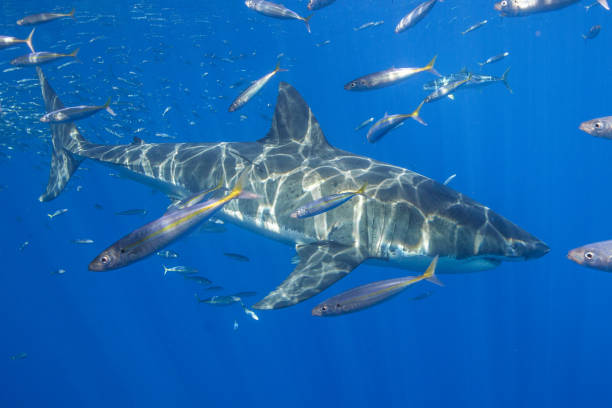 istock Cage Diving with Great White Sharks in Guadalupe, Mexico 1145143628