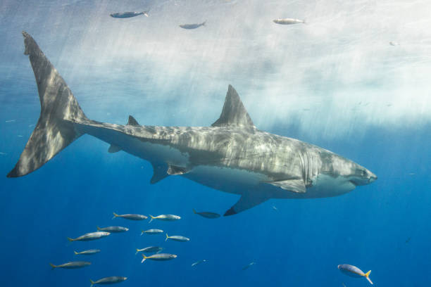 istock Cage Diving with Great White Sharks in Guadalupe, Mexico 1145143630
