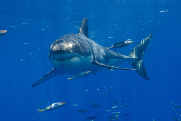 istock Cage Diving with Great White Sharks in Guadalupe, Mexico 1145144152