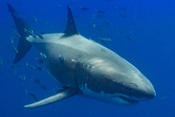 istock Cage Diving with Great White Sharks in Guadalupe, Mexico 1145144171