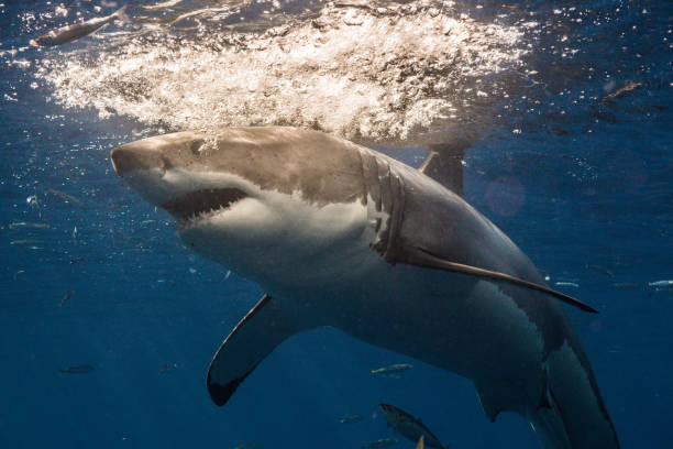 istock Cage Diving with Great White Sharks in Guadalupe, Mexico 1145144200