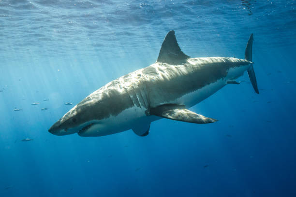 istock Cage Diving with Great White Sharks in Guadalupe, Mexico 1145144216