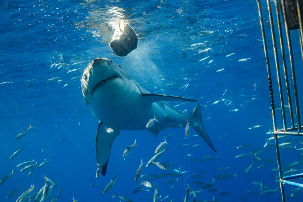 istock Cage Diving with Great White Sharks in Guadalupe, Mexico 1145144217