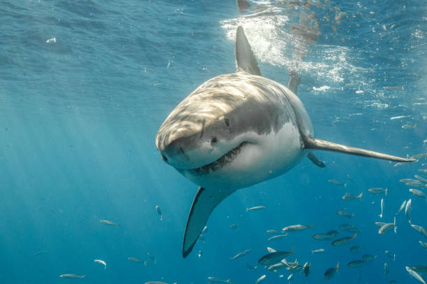 Cage Diving with Great White Sharks in Guadalupe, Mexico Cage Diving with great white sharks off the island of Guadalupe in Mexican waters of the Pacific Ocean great white shark stock pictures, royalty-free photos & images