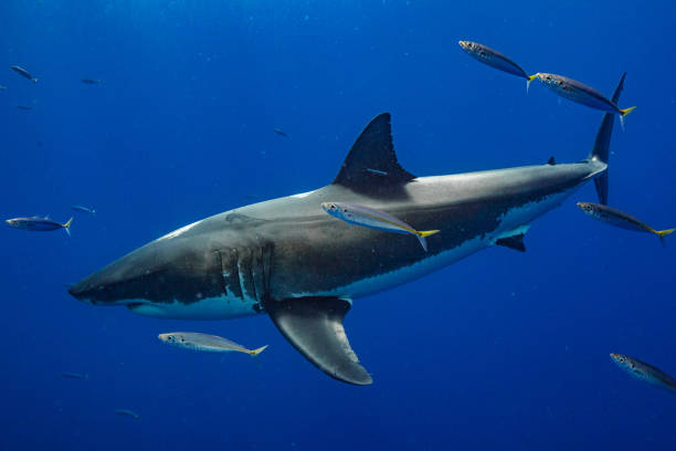 istock Cage Diving with Great White Sharks in Guadalupe, Mexico 1145144251