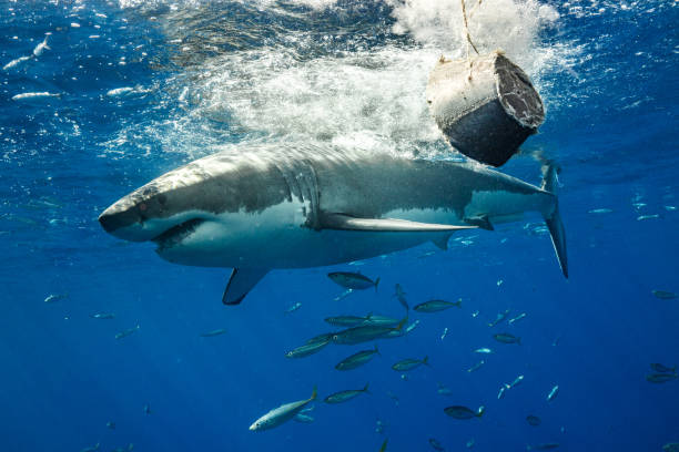 istock Cage Diving with Great White Sharks in Guadalupe, Mexico 1145144293