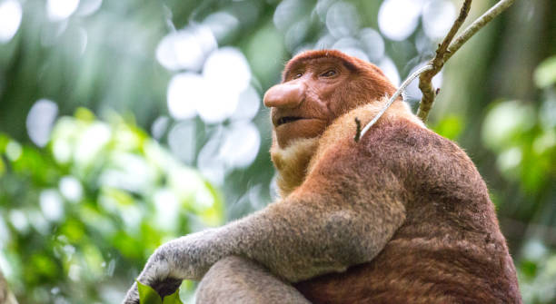 マレーシア: 口吻モンキー - monkey proboscis monkey malaysia island of borneo ストックフォトと画像