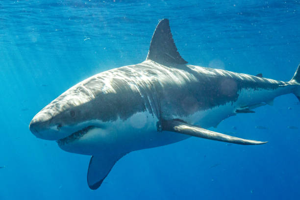 istock Cage Diving with Great White Sharks in Guadalupe, Mexico 1145144351