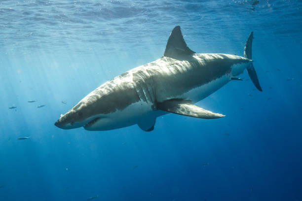 istock Cage Diving with Great White Sharks in Guadalupe, Mexico 1145144359