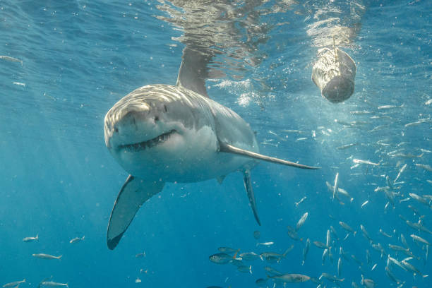 istock Cage Diving with Great White Sharks in Guadalupe, Mexico 1145144404
