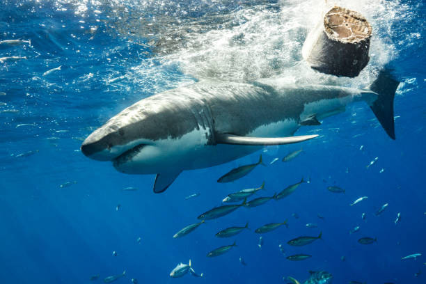 istock Cage Diving with Great White Sharks in Guadalupe, Mexico 1145144405