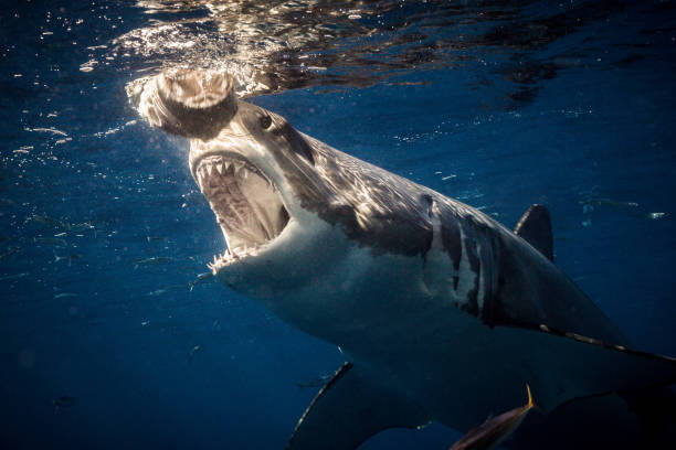 istock Cage Diving with Great White Sharks in Guadalupe, Mexico 1145144406