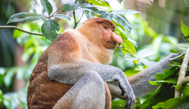 マレーシア: 口吻モンキー - monkey proboscis monkey malaysia island of borneo ストックフォトと画像