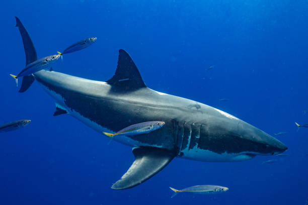 istock Cage Diving with Great White Sharks in Guadalupe, Mexico 1145144456