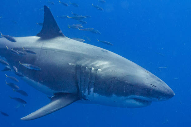 istock Cage Diving with Great White Sharks in Guadalupe, Mexico 1145144458