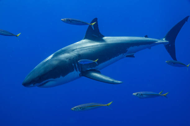 istock Cage Diving with Great White Sharks in Guadalupe, Mexico 1145144547