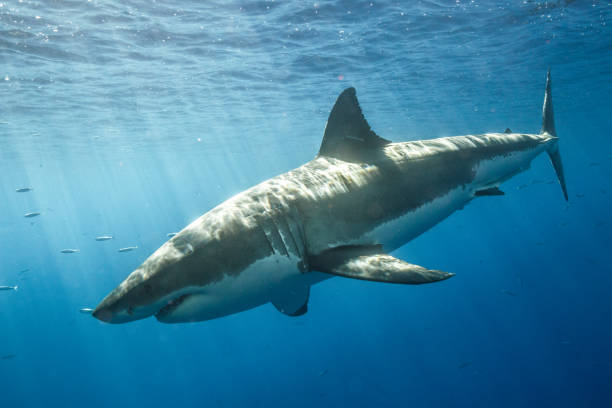 istock Cage Diving with Great White Sharks in Guadalupe, Mexico 1145144571