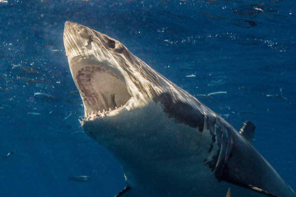 istock Cage Diving with Great White Sharks in Guadalupe, Mexico 1145145089