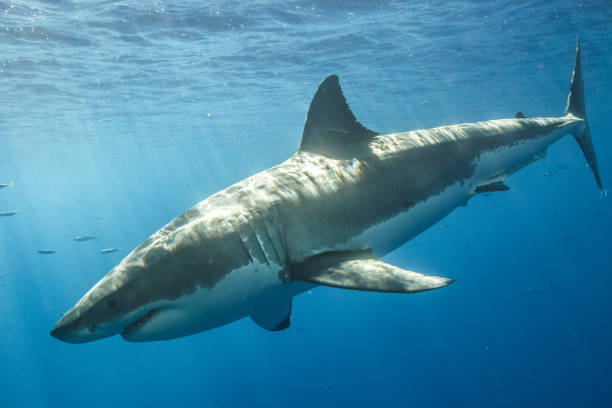 istock Cage Diving with Great White Sharks in Guadalupe, Mexico 1145145601
