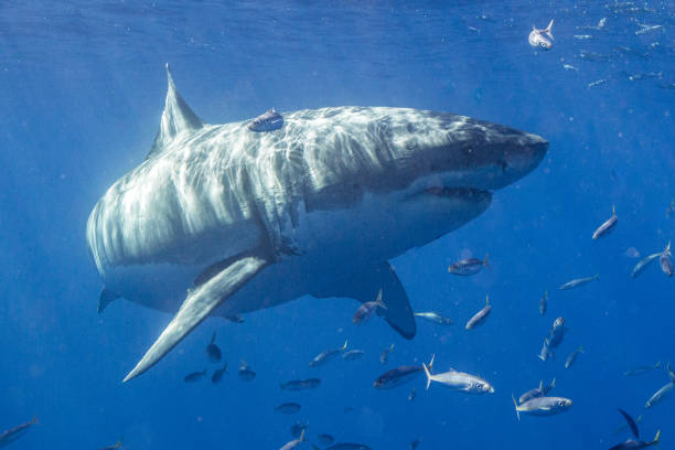 istock Cage Diving with Great White Sharks in Guadalupe, Mexico 1145145612