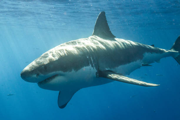 istock Cage Diving with Great White Sharks in Guadalupe, Mexico 1145145618