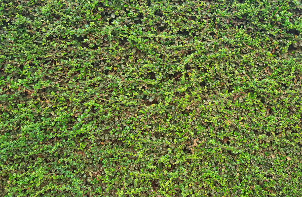 istock Close-up image of green leaves pattern 1145145641