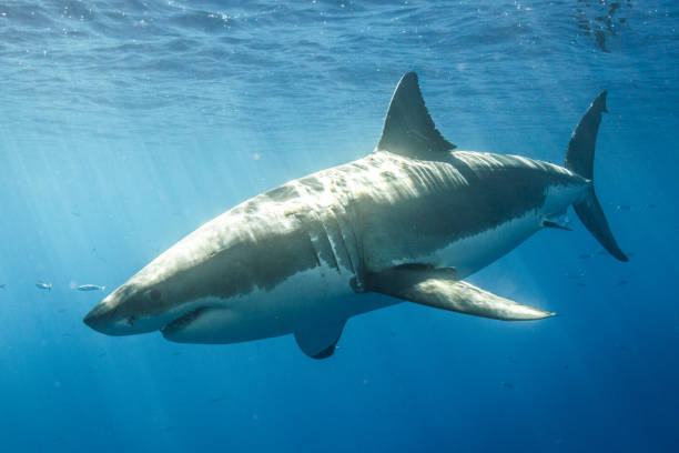 istock Cage Diving with Great White Sharks in Guadalupe, Mexico 1145145647
