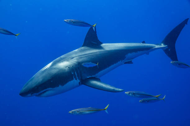 istock Cage Diving with Great White Sharks in Guadalupe, Mexico 1145145650