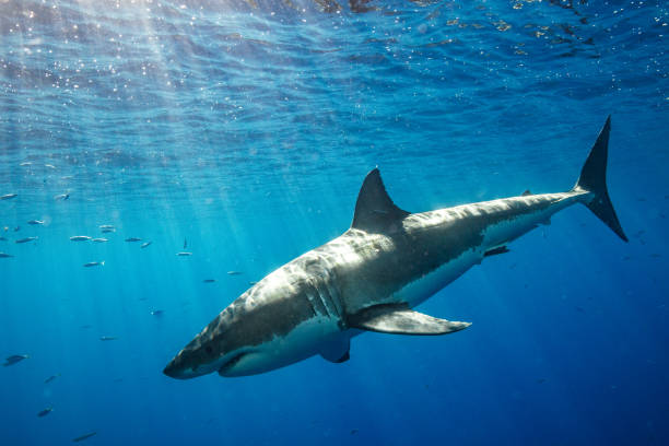 istock Cage Diving with Great White Sharks in Guadalupe, Mexico 1145145733