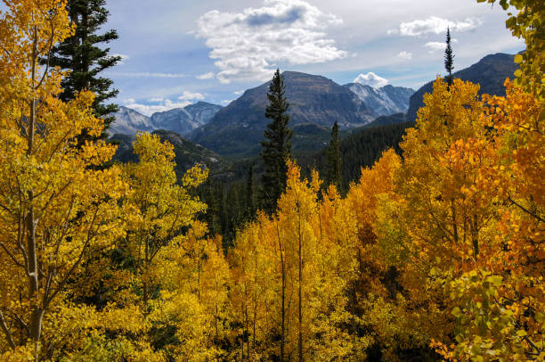 istock Rocky Mountain National Park - Aspens & Mountains 1145146698