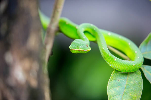 malasia: pit viper de wagler - waglers temple viper fotografías e imágenes de stock