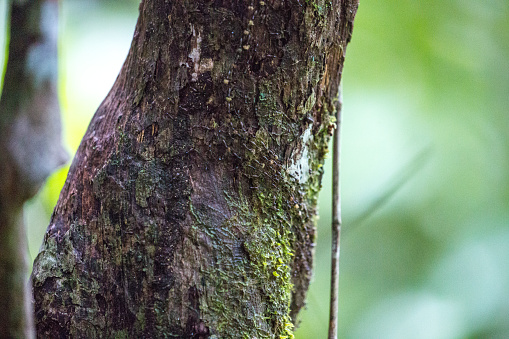 A colony of termites move across the bark of a tree in the rainforest of Bako National Park in Borneo.
