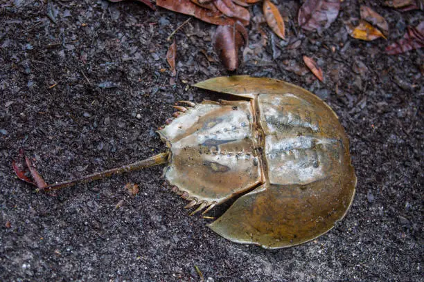 A Horseshoe Crab on shore at Pandan Kecil beach during the low tide at Bako National Park in Borneo.