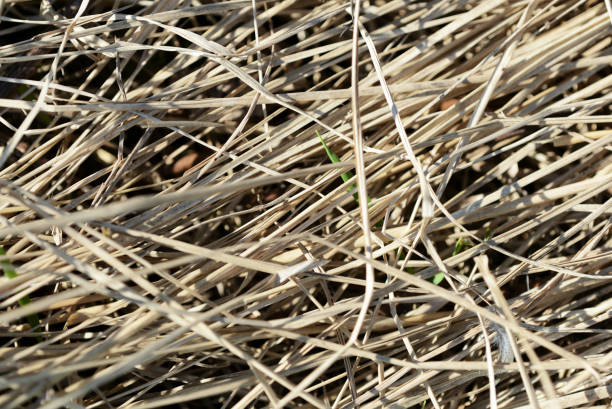 istock Dry grass in the spring forest close up. Natural background 1145150145