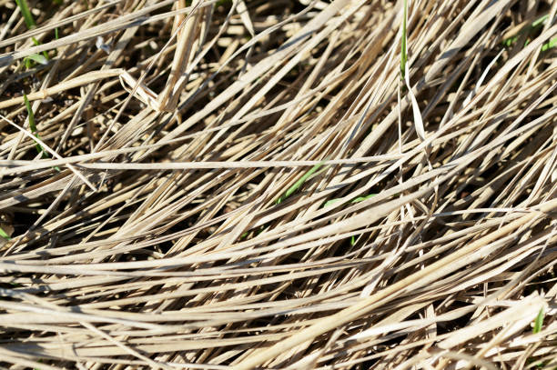 Dry grass in the spring forest close up. Natural background