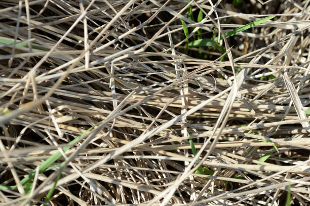 istock Dry grass in the spring forest close up. Natural background 1145150171