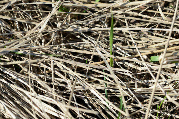 istock Dry grass in the spring forest close up. Natural background 1145150172