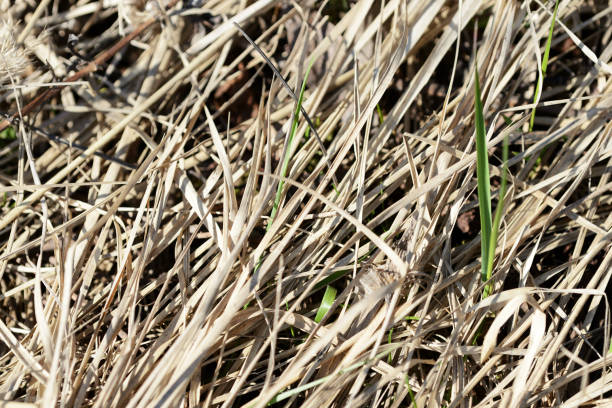 Dry grass in the spring forest close up. Natural background